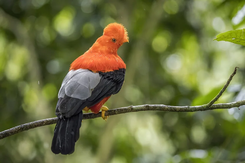 Male Andean cock-of-the-rock, Jardín, Antioquia (2023).