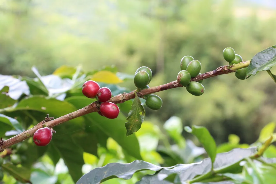 Coffee berries at Hacienda Guayabal, Caldas (2020).
