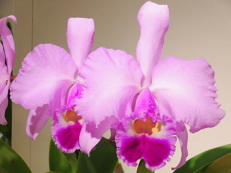 Cultivated Cattleya trianae at an orchid show in Japan (2014), not a Colombian field photograph.